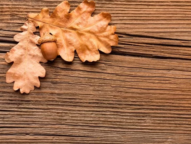 Породы древесины